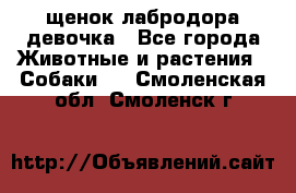 щенок лабродора девочка - Все города Животные и растения » Собаки   . Смоленская обл.,Смоленск г.